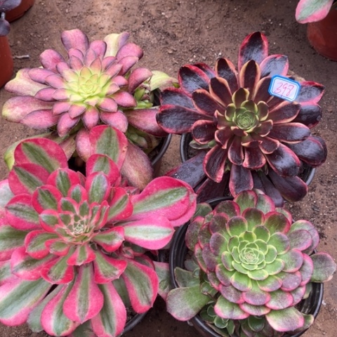 398多肉植物组合