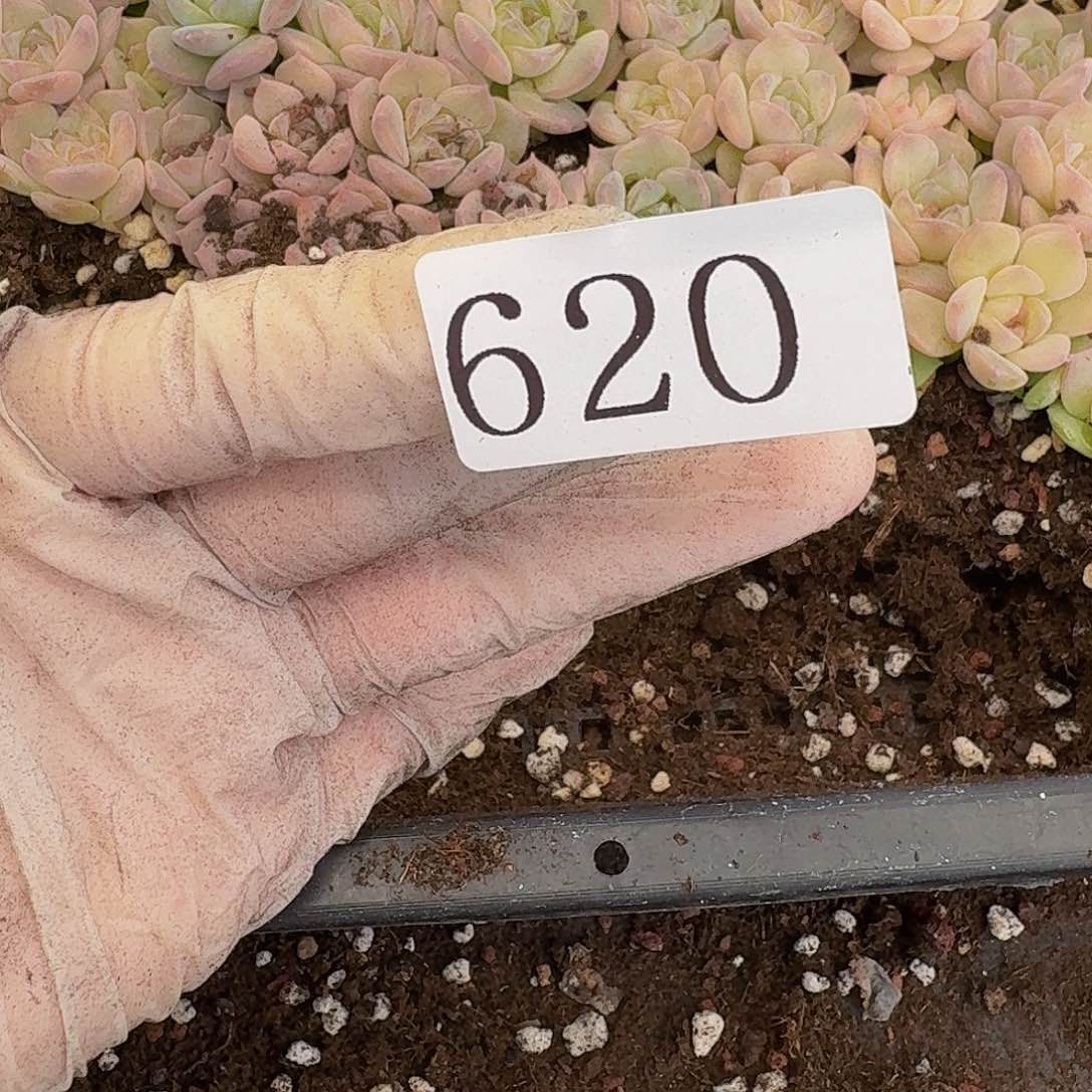 ?*楠多肉植物多肉植物620