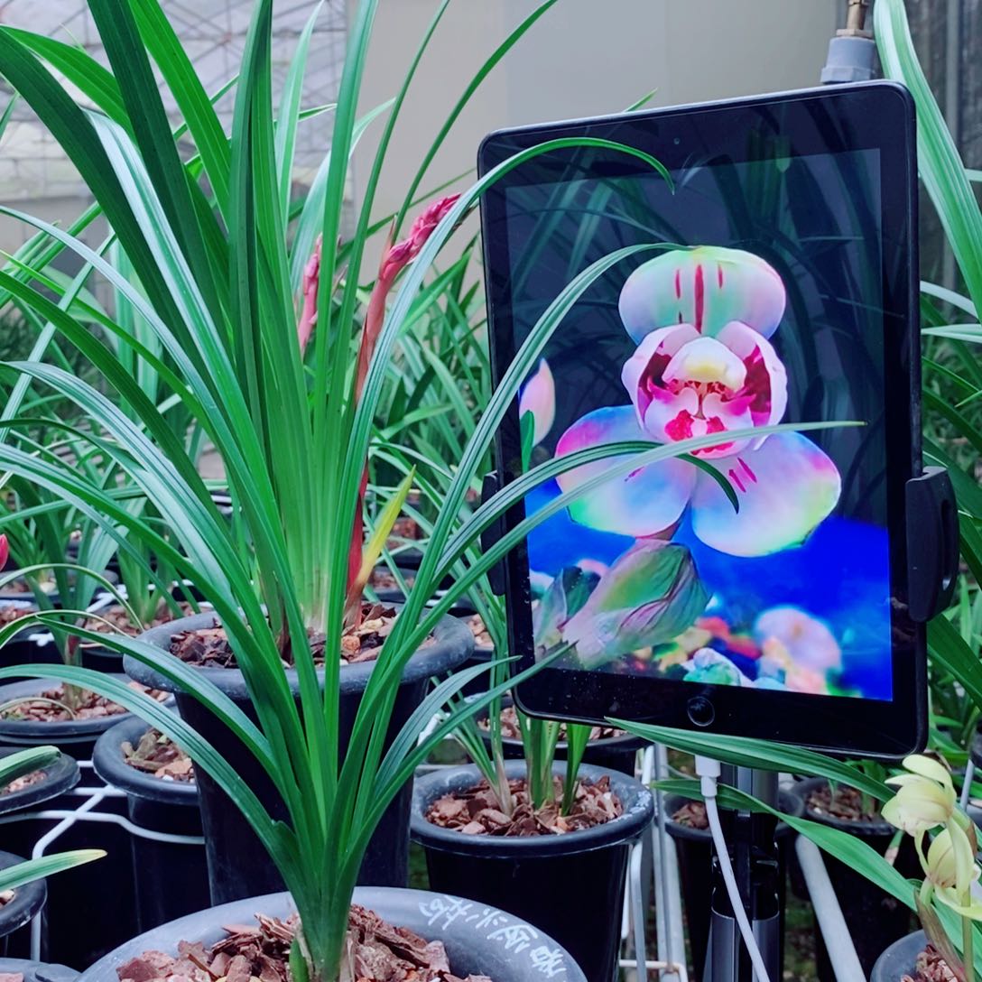 大部分花苞少量开放