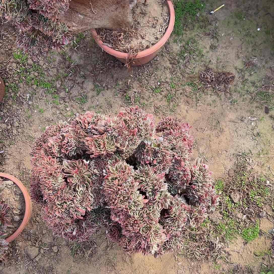 五*、女神缀化脱土发货