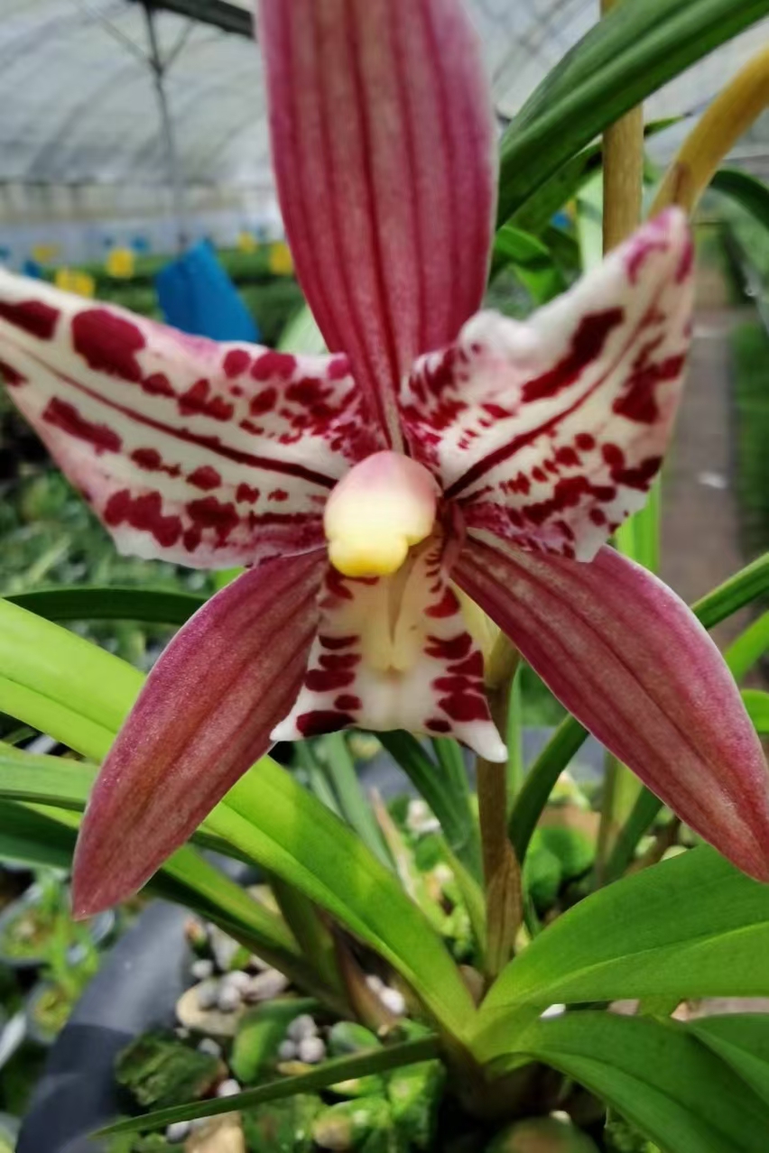 建兰——色花三星蝶艳虹天