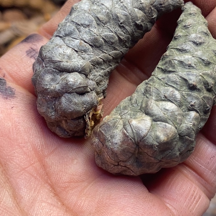 文玩核桃吊坠东北特产148