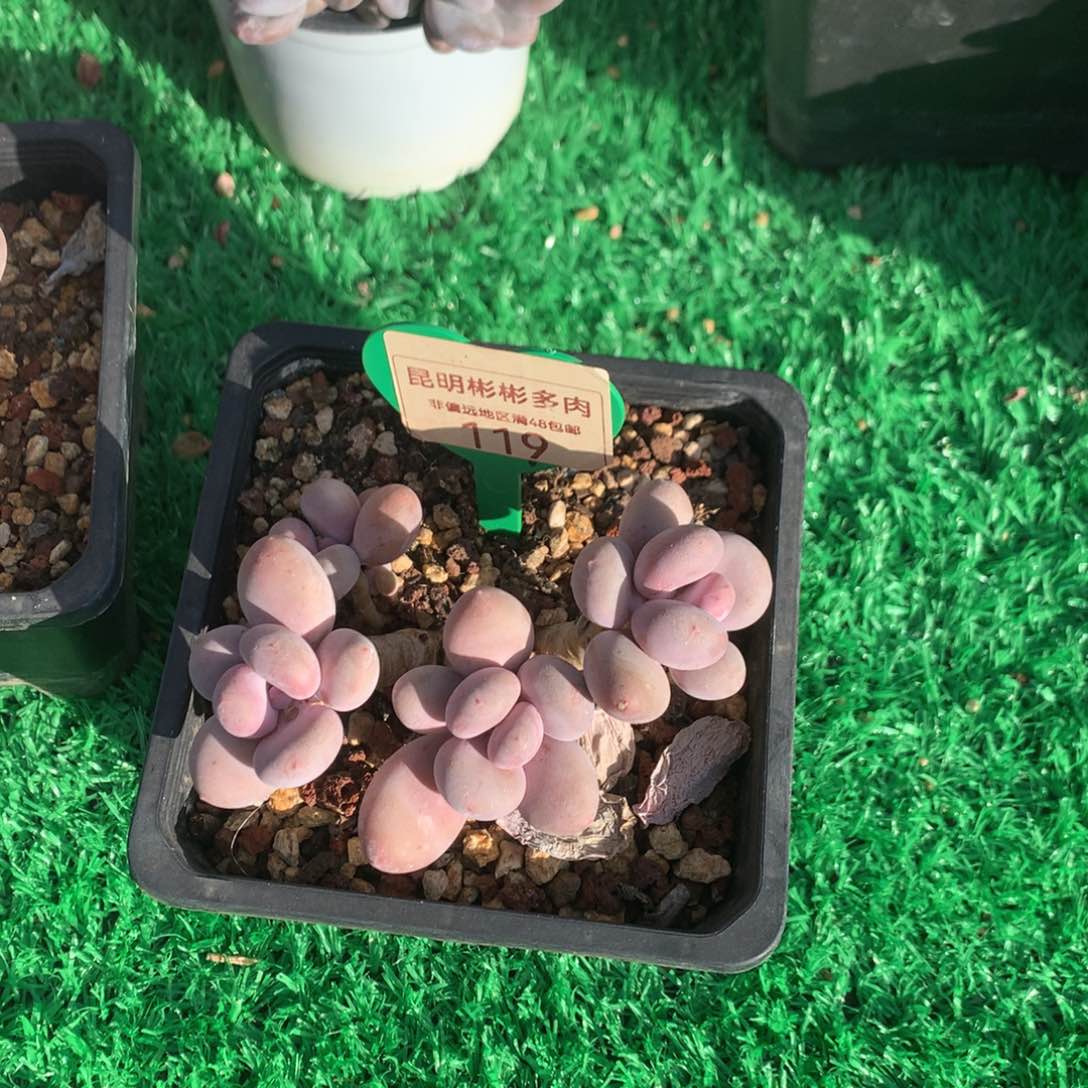 蛋黄奶无砍平头119