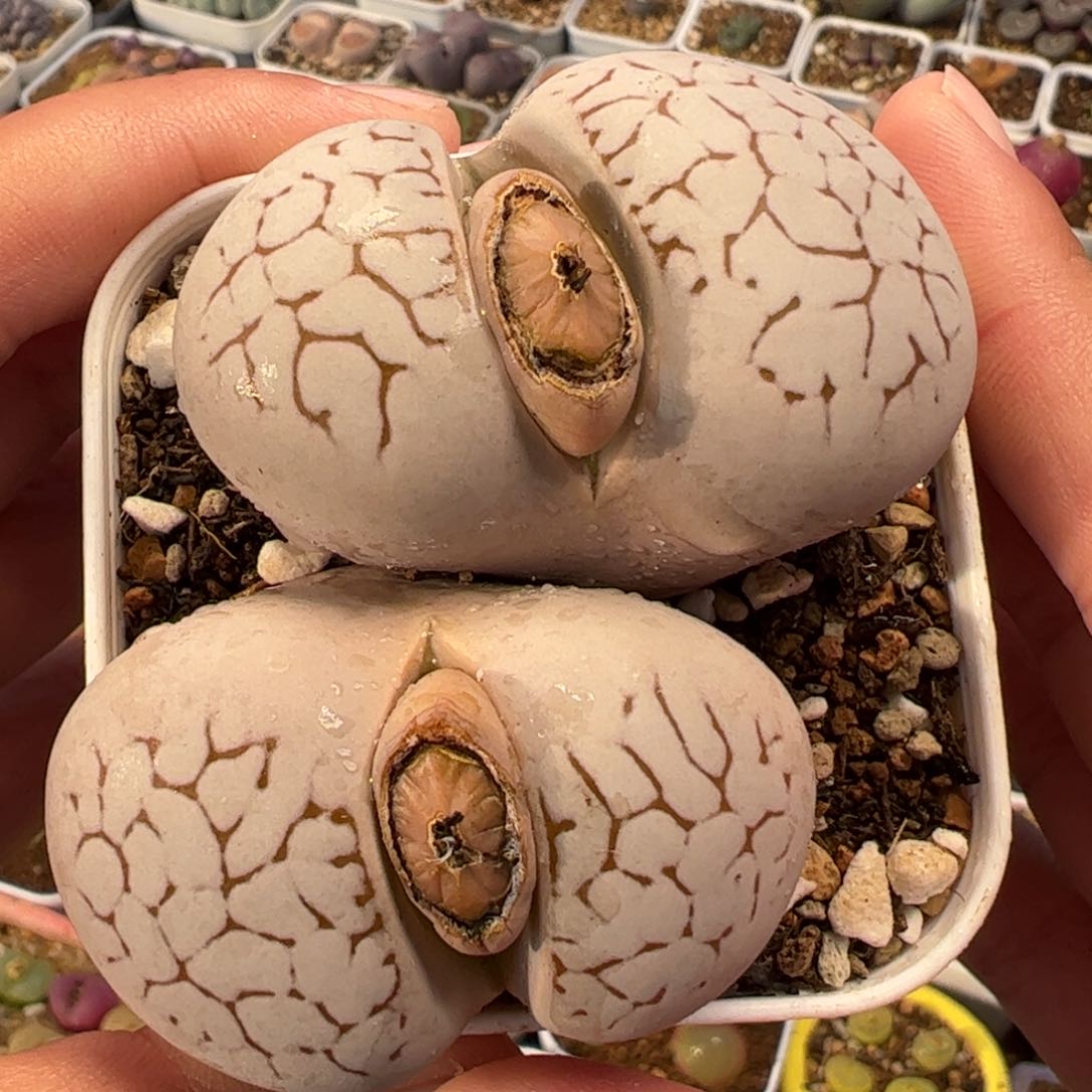 084多肉植物百科