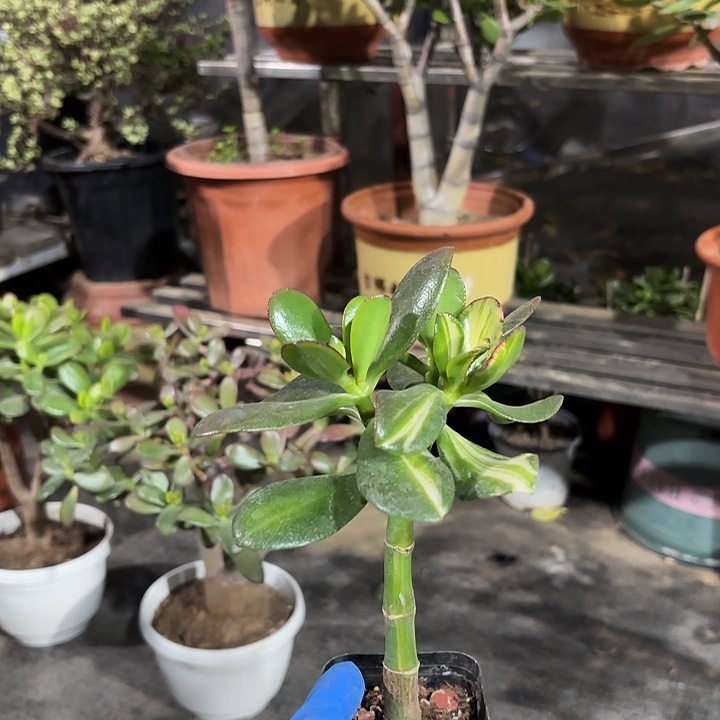 龍***方当前无花栽培后可以开花12