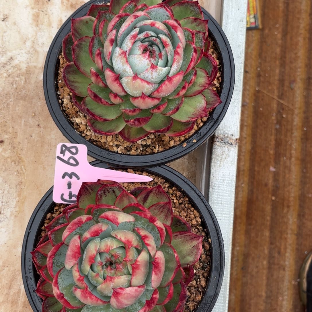 惊鸿仙子 两个一组 好看