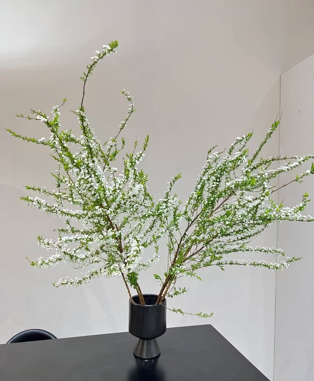 雪柳 浪漫鲜枝 好看好养