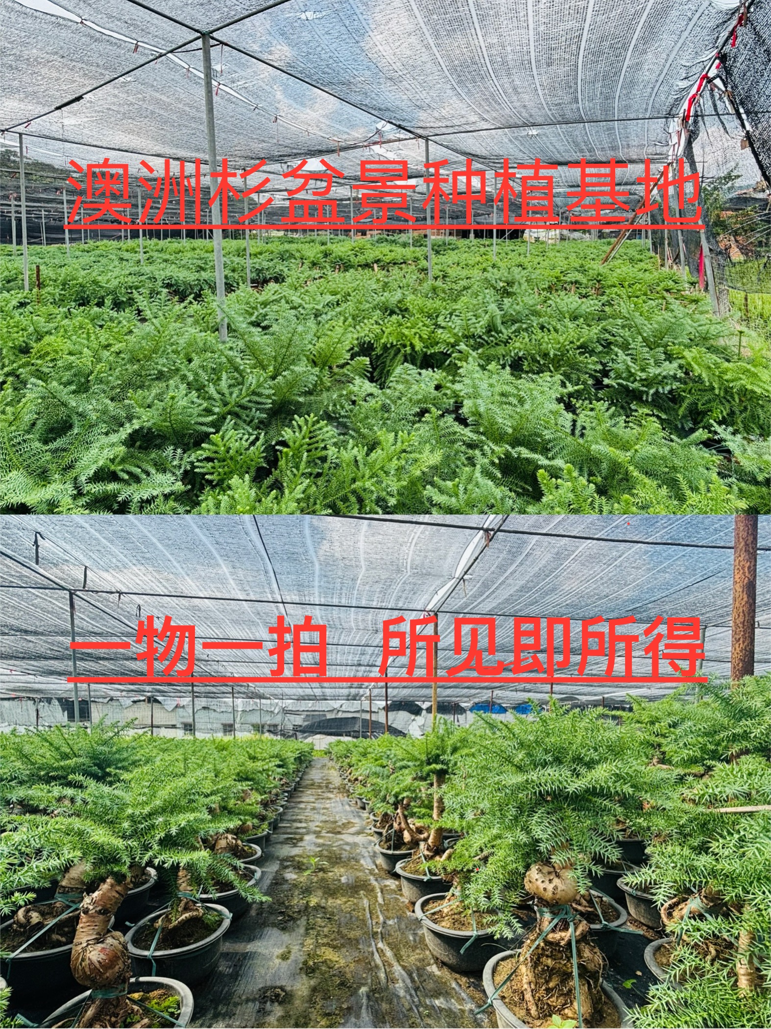 澳洲杉不老松盆栽四季常青室内外好养绿植