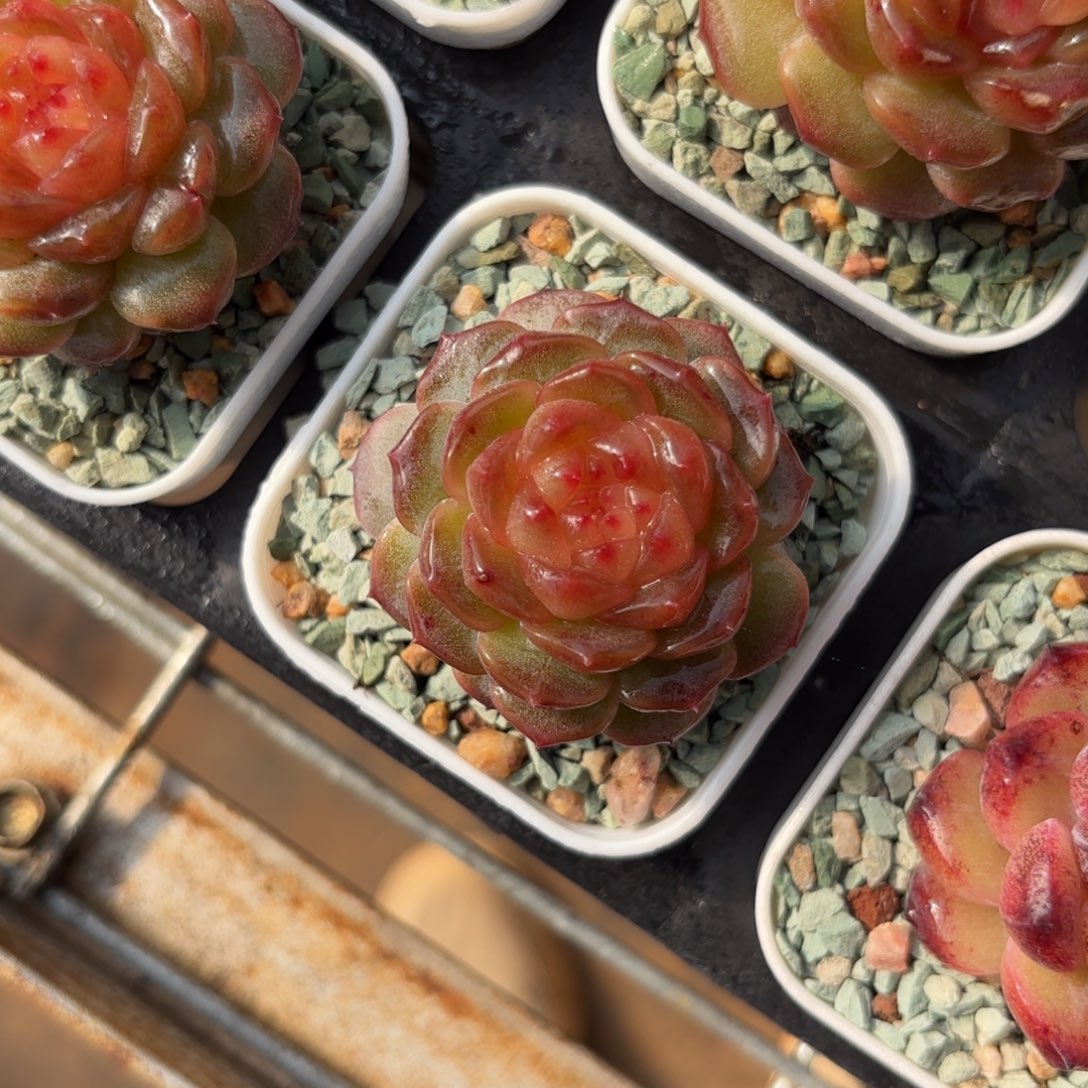 妃子笑糖心一物一拍