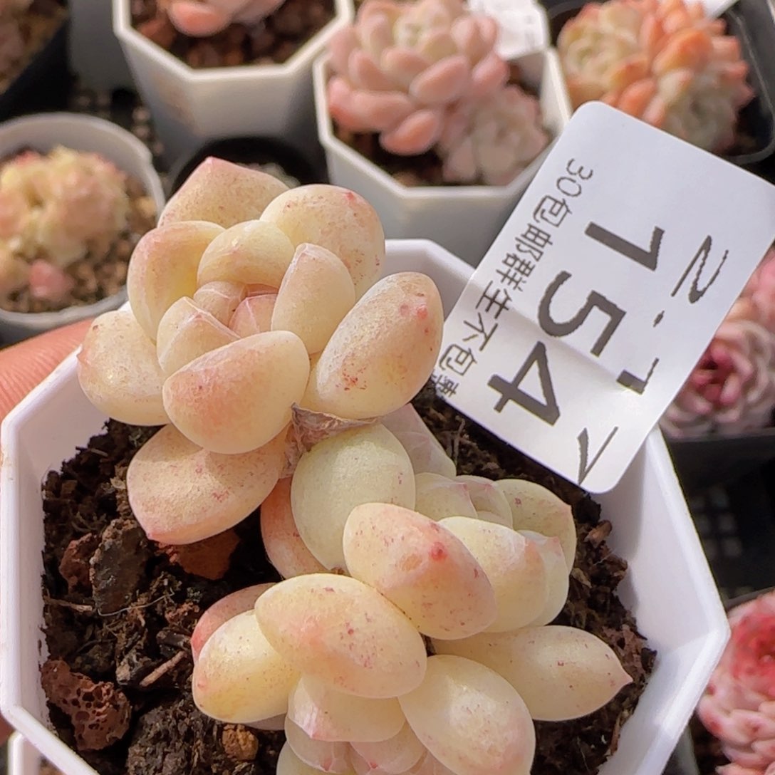 飘枝冰玉三头一颗