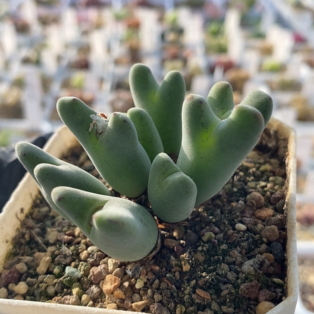 一物一拍毛少将9头