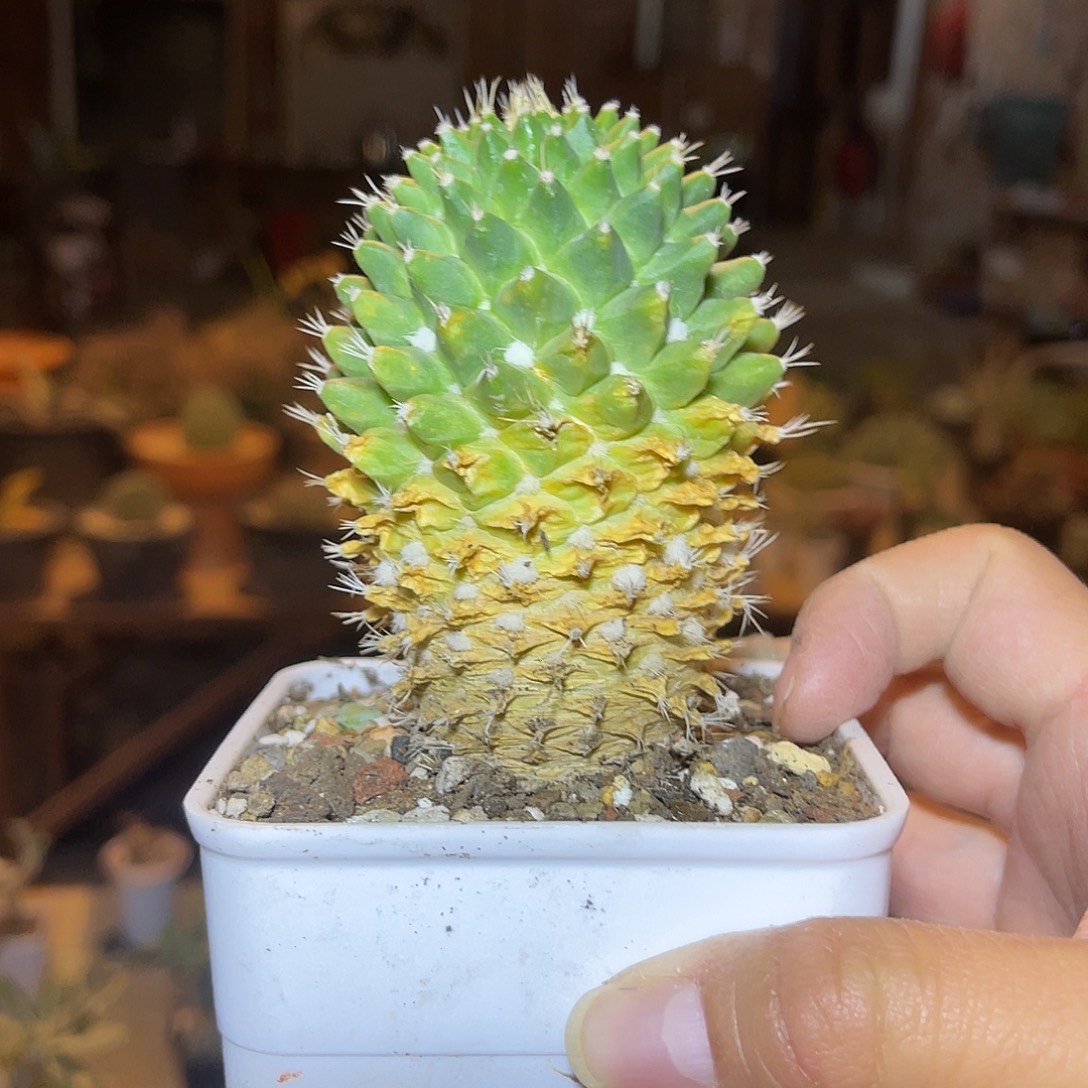 实生雪糕大老桩一物一拍