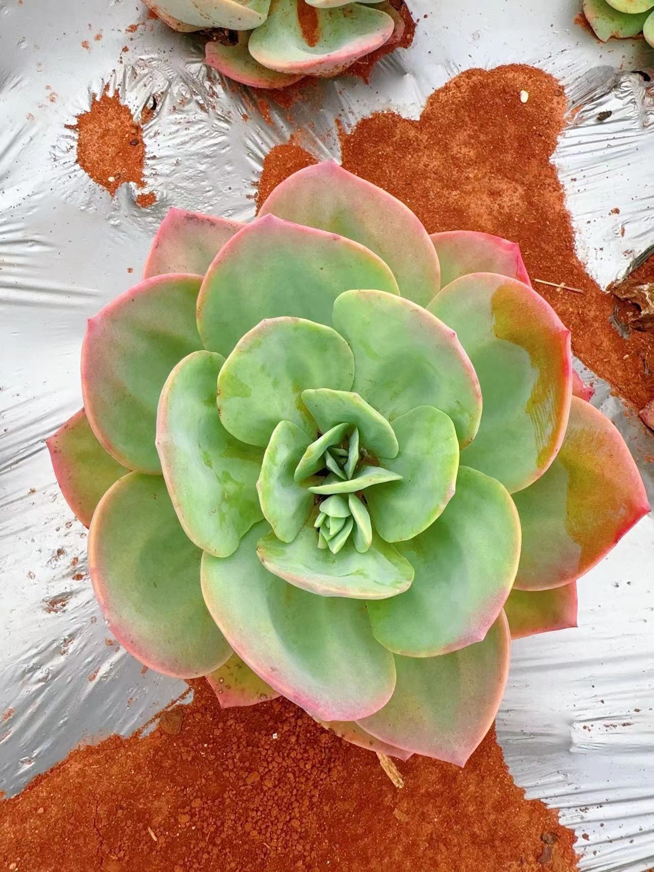 大白凤  新手必拍好看好养  精品多肉植物  云南昆明发贷