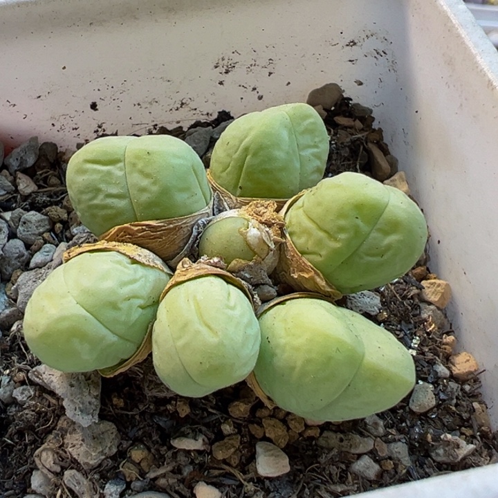 852多肉植物种类多样