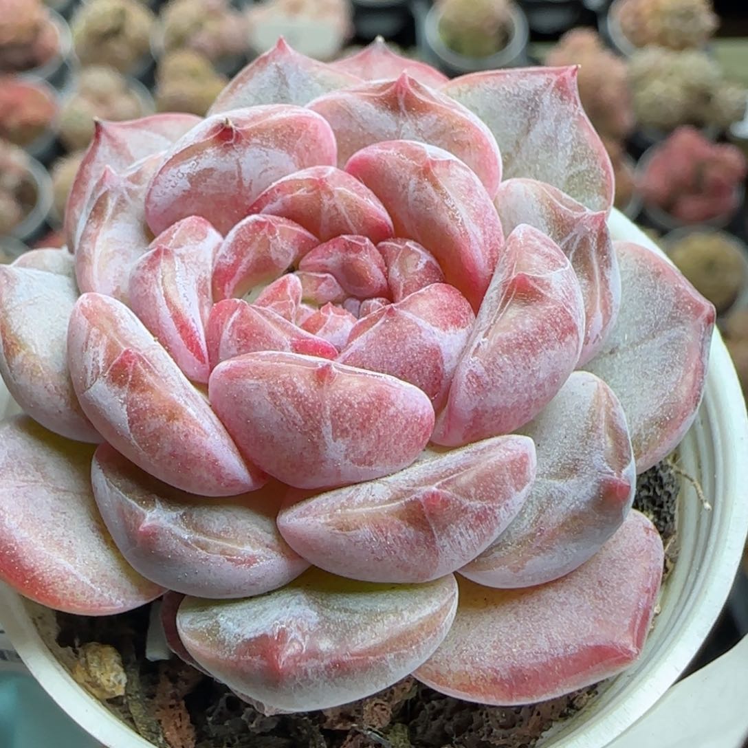 花语逸镜0224-499