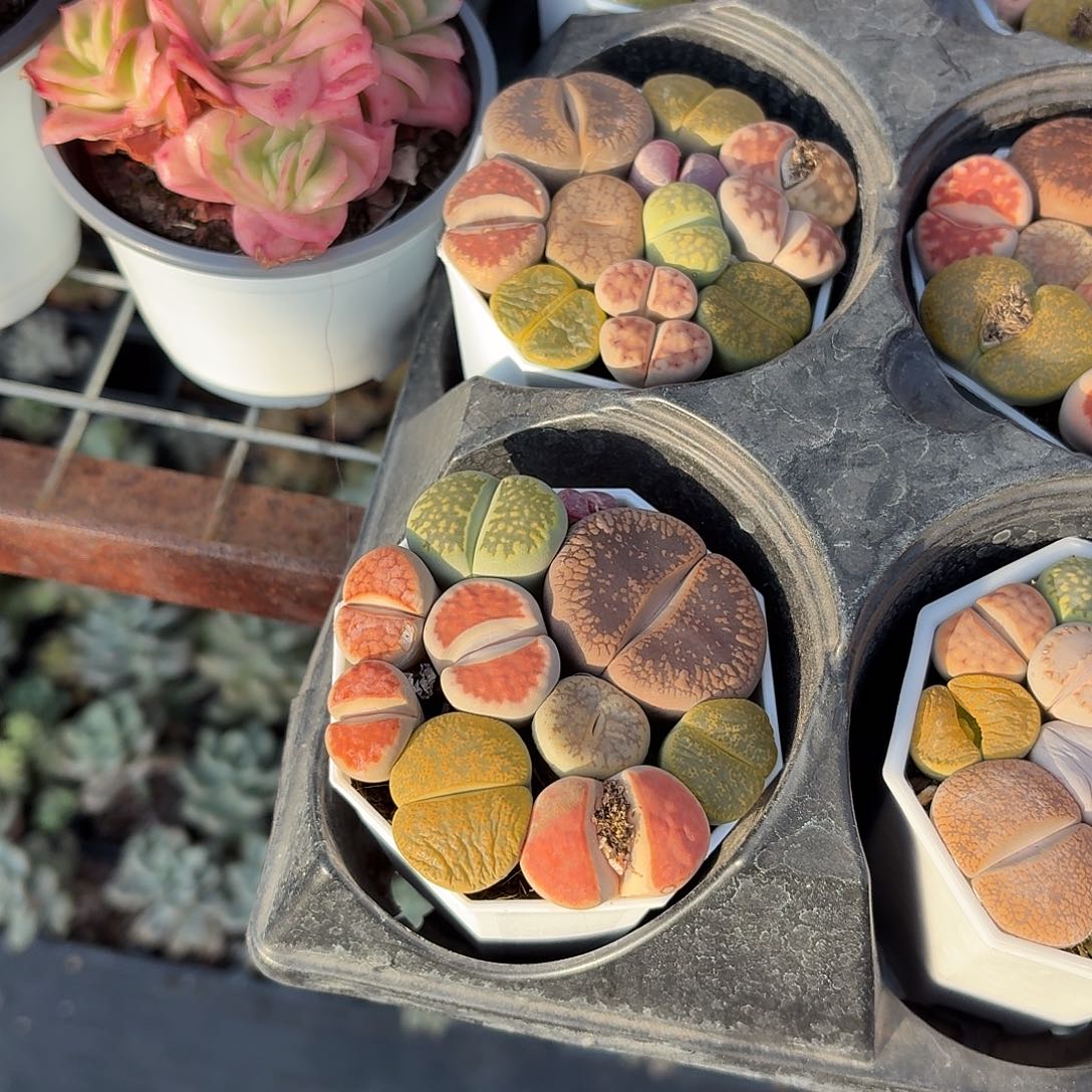 生石花多肉6.5㎝盆