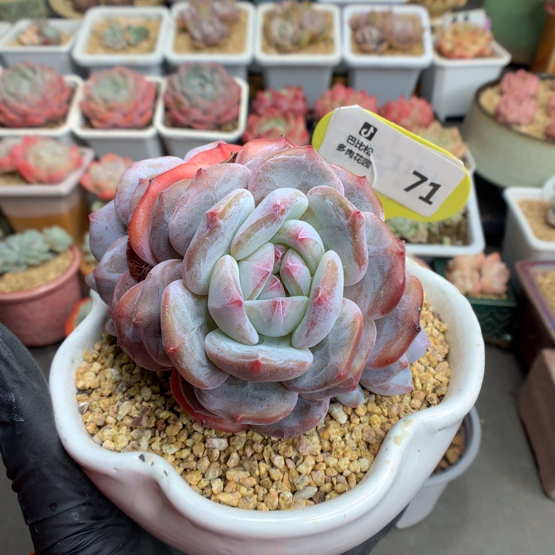 71 紫皮星影赞赞福利