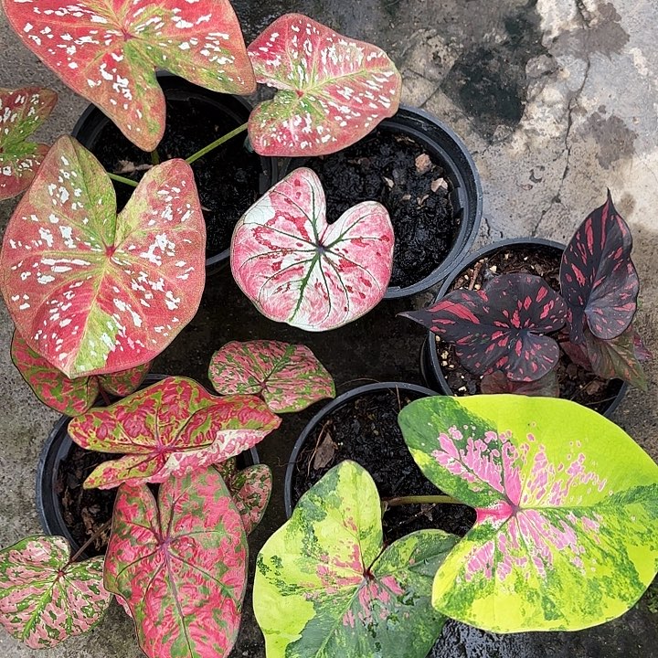 胖****55-1211五颗广东现货