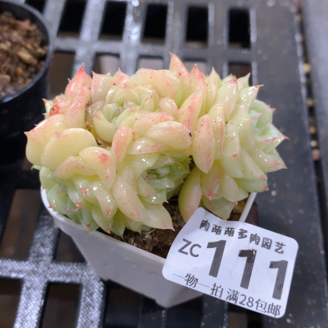 肉萌萌拇指盆精控多肉ZC111