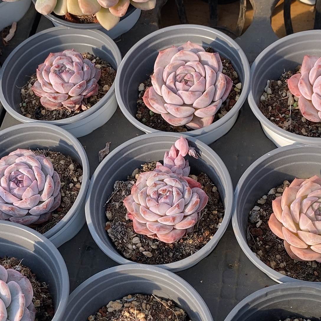 金汇园艺，紫冰魄单头