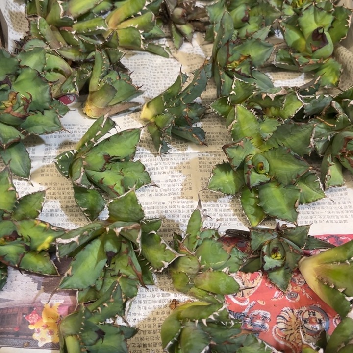 姬仁顶芽一颗15.8