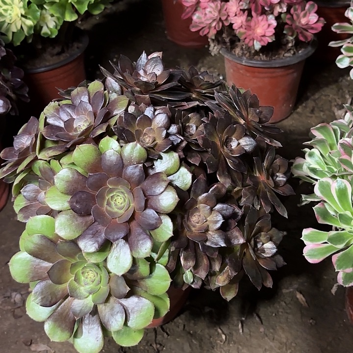 多肉植物法师万灰30