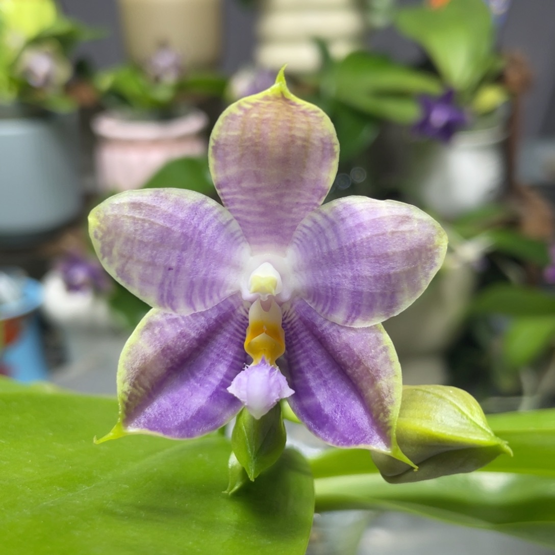 完全开放白虎交蓝豹，2.5杯开花株