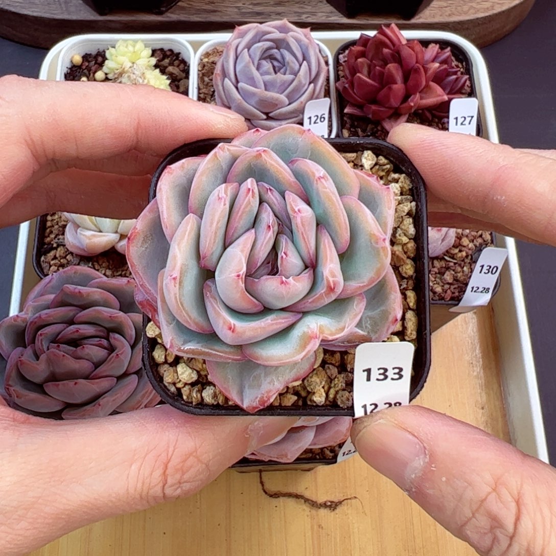 好好看133、哈哈哈哈