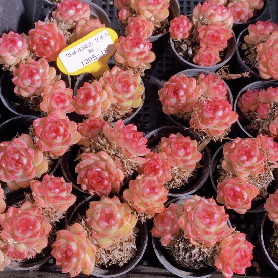 1205-18-精品香香女王群一个