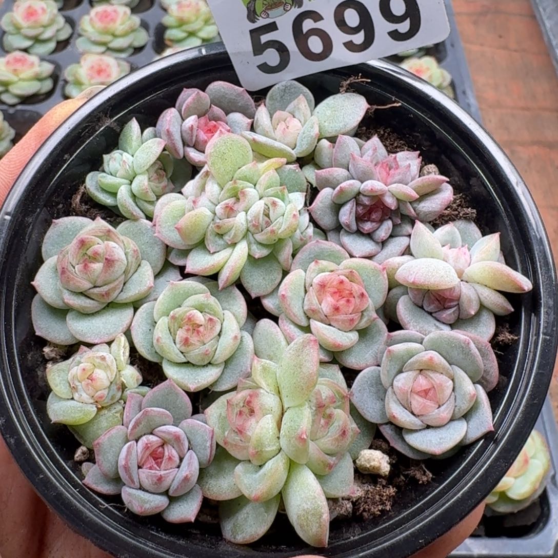 多肉植物多肉植物