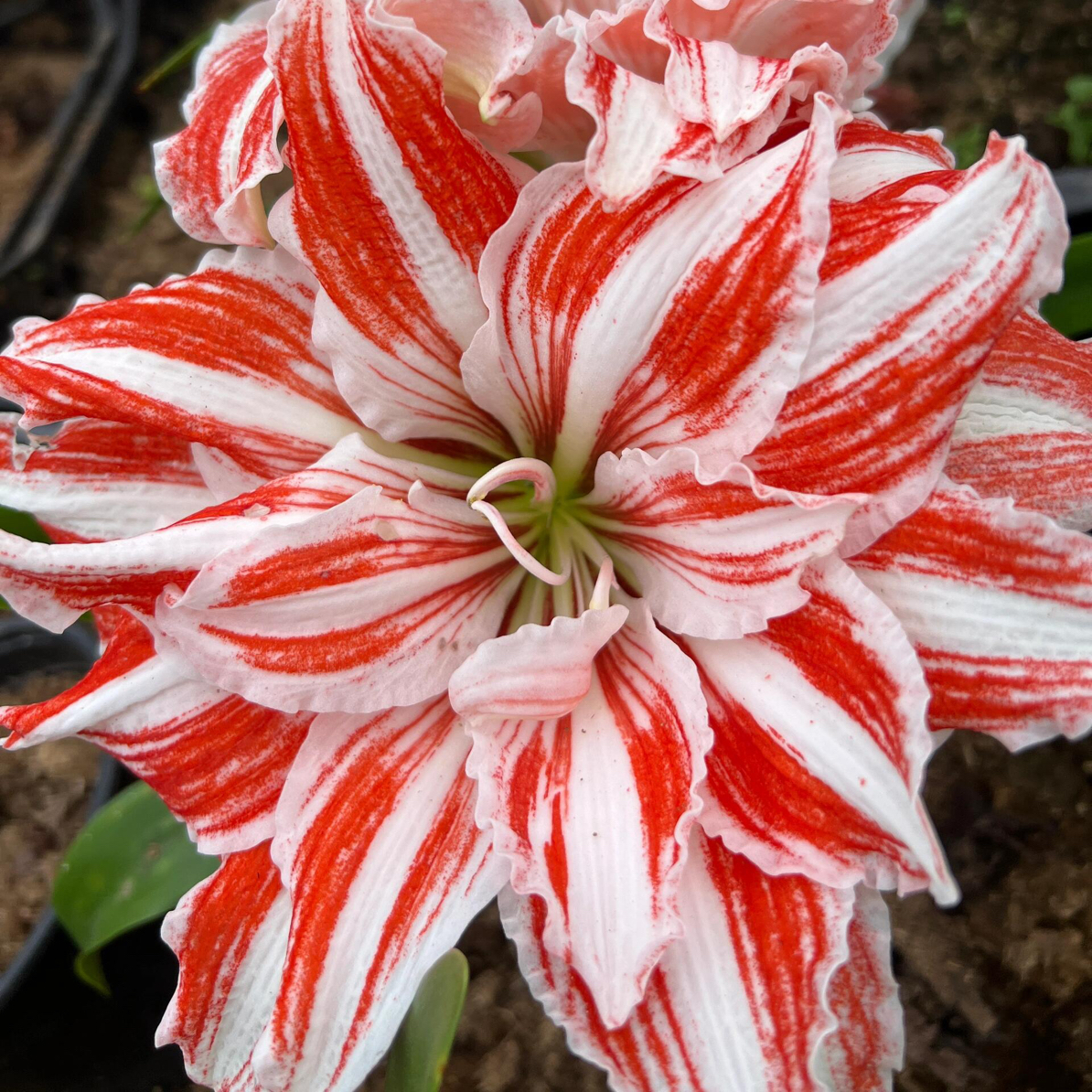 【舞后】重瓣大花型朱顶红多年生四季开花室内外盆栽地栽懒人花卉