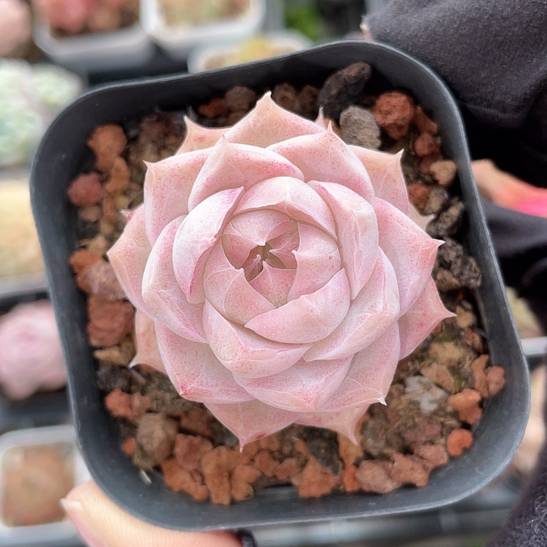 优选粉黛女王9347