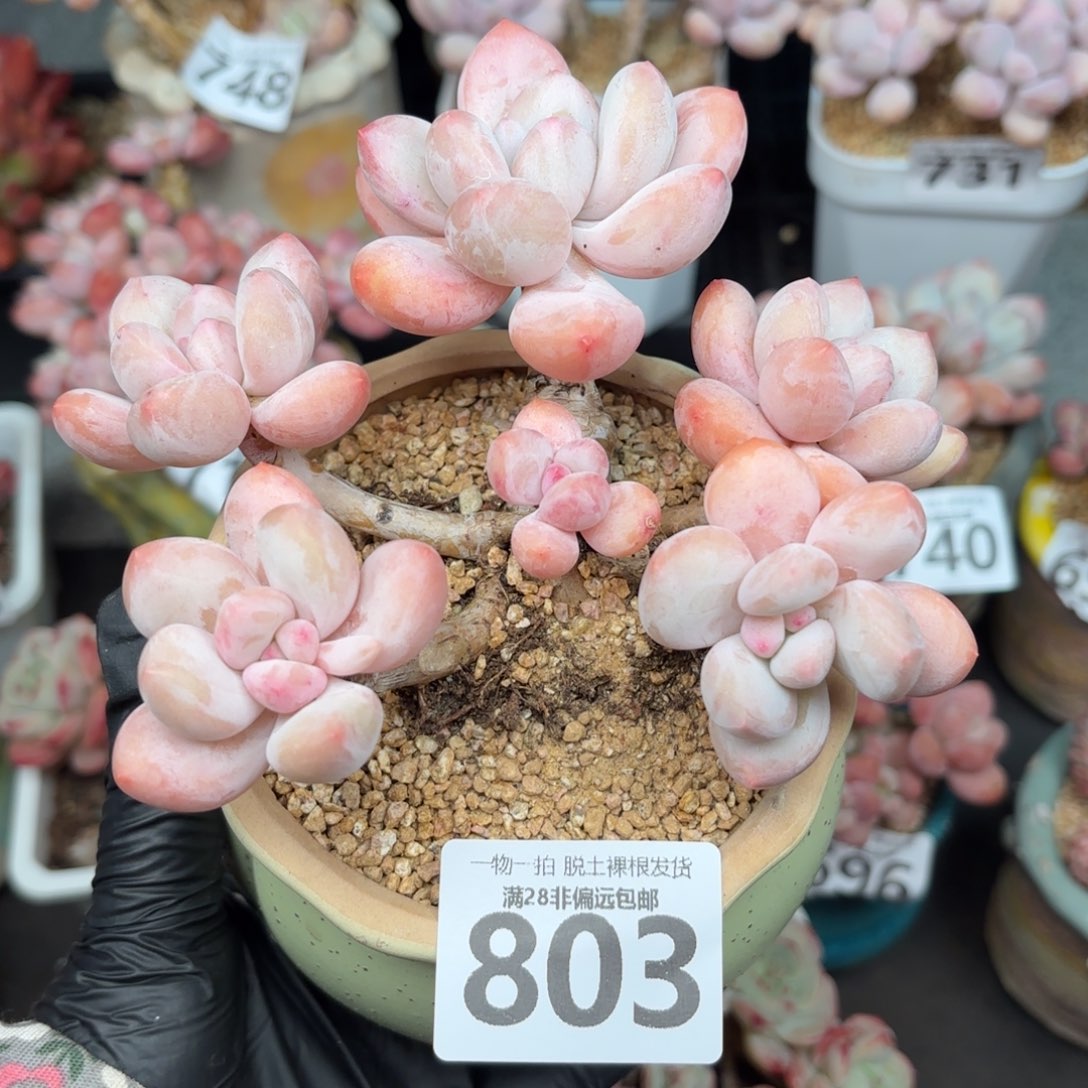 香水老桩无盆土发货