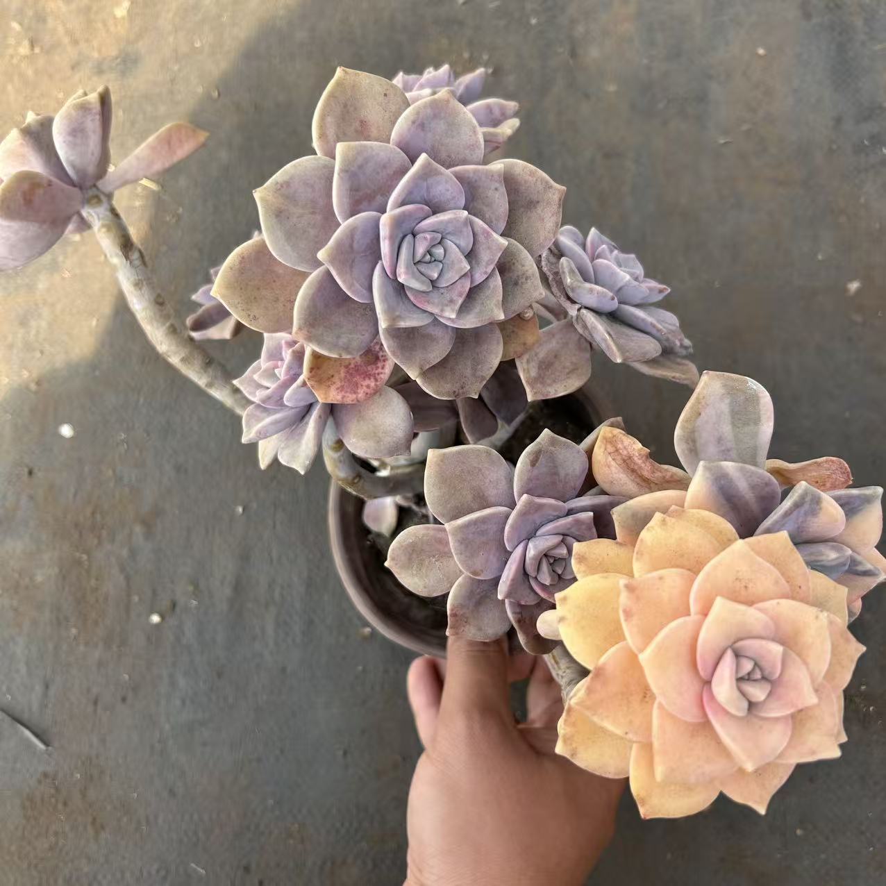 紫乐锦        多肉