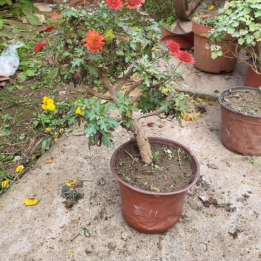 半***欢完全开放菊花菊花