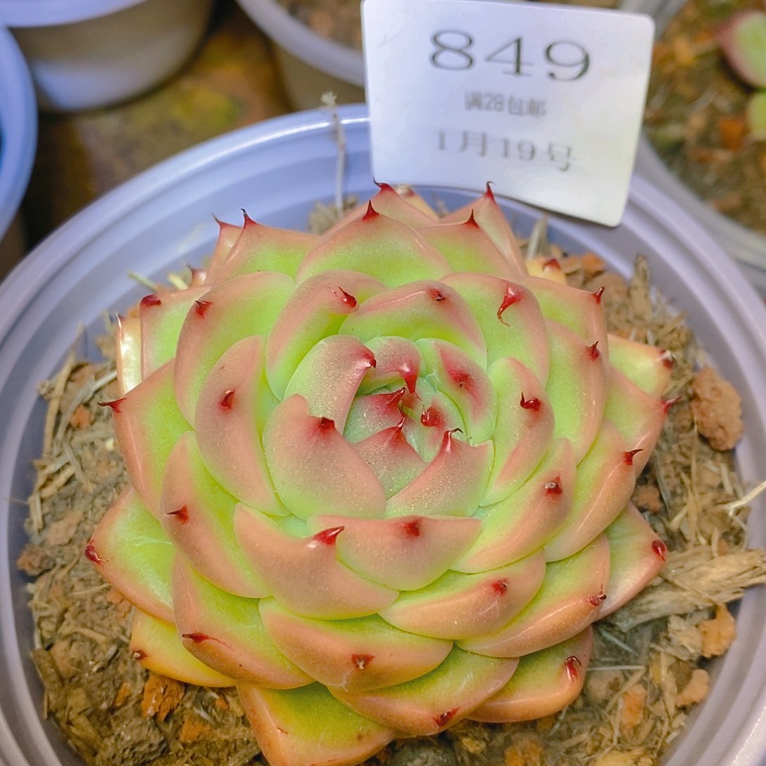 【闪购商品】云849