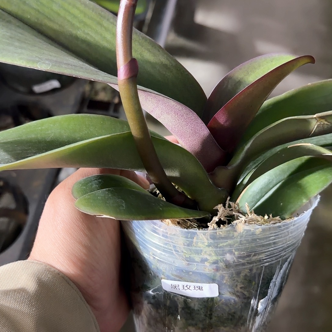 无花朵3.5带梗黑玫瑰