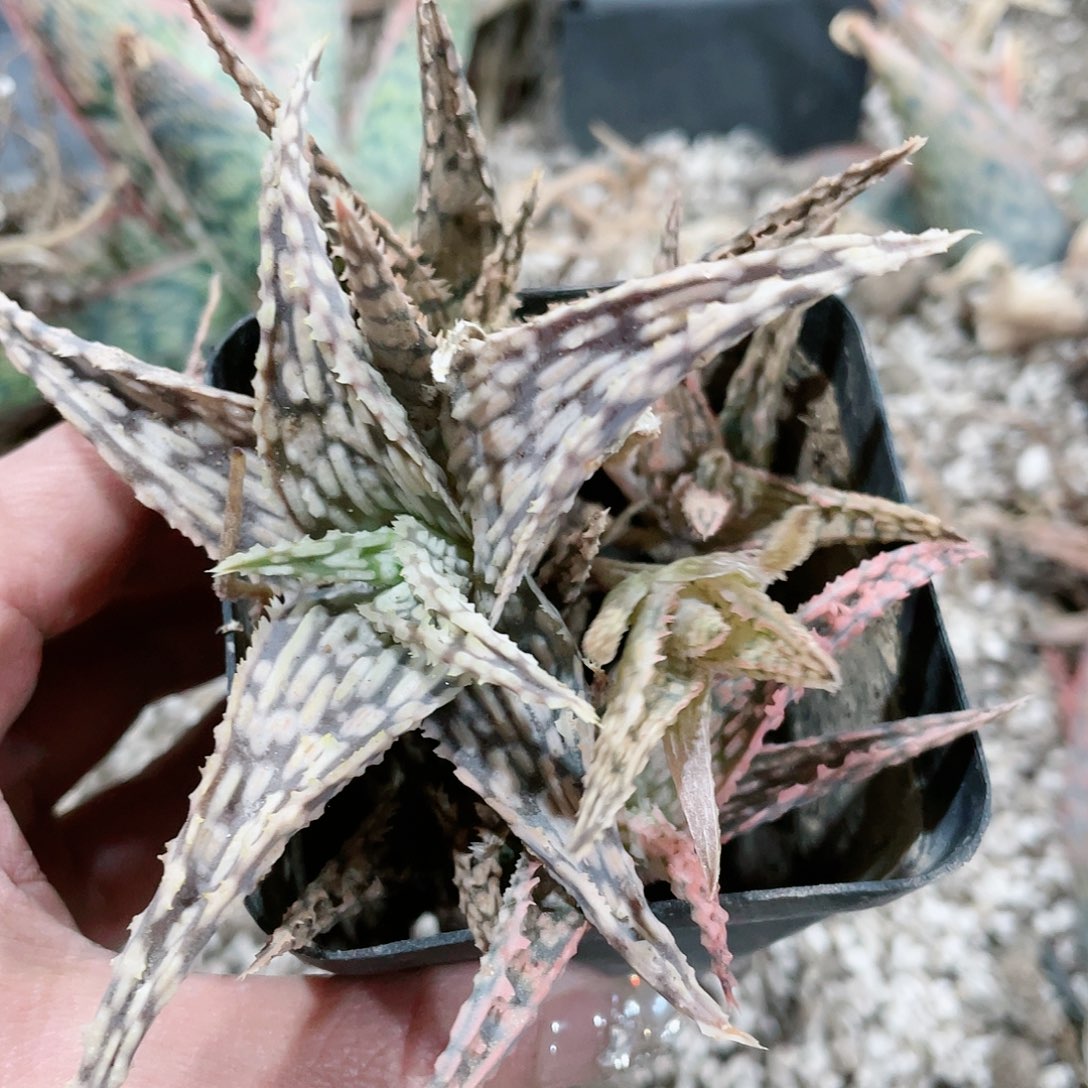 极*芦荟测芽5个19.9包邮