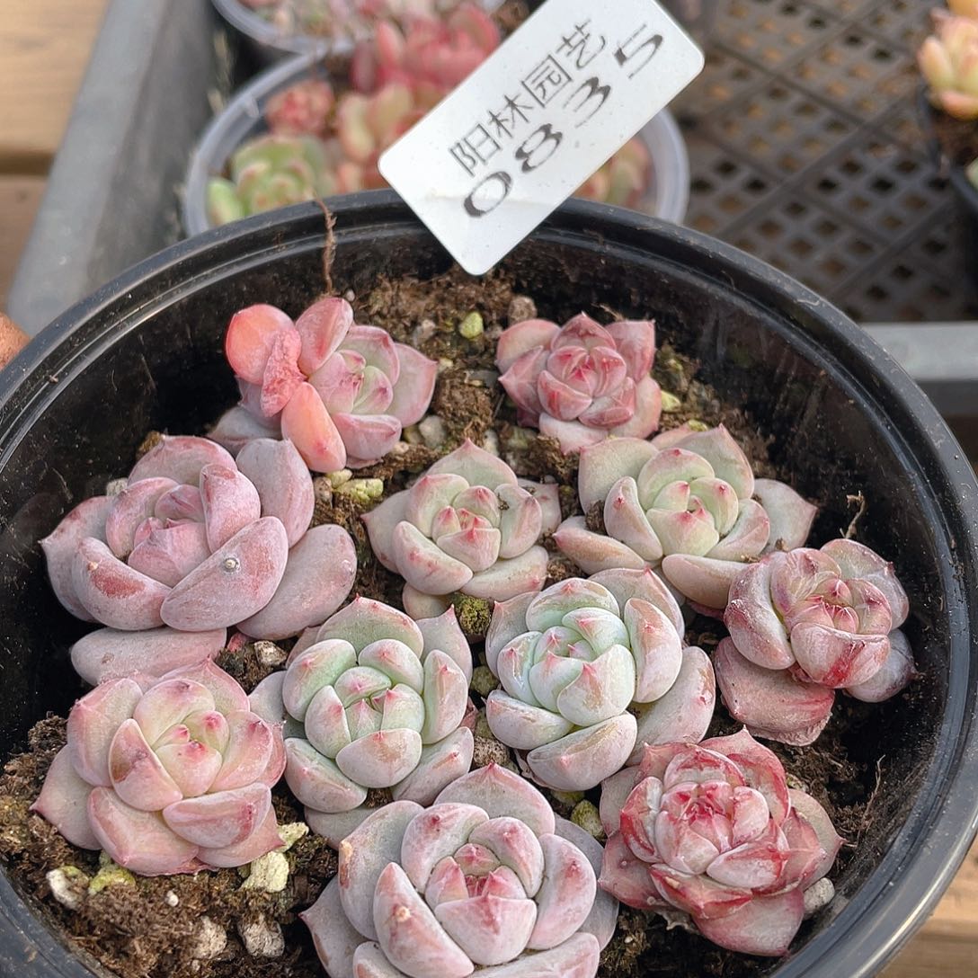 多肉植物多肉植物835