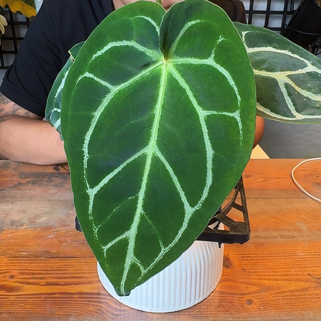 C***酱无花朵一物一拍C01