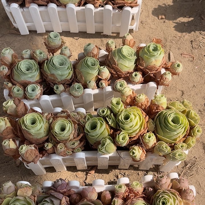 小玉➕阿罗拉➕特内里费玫瑰5个带长盒