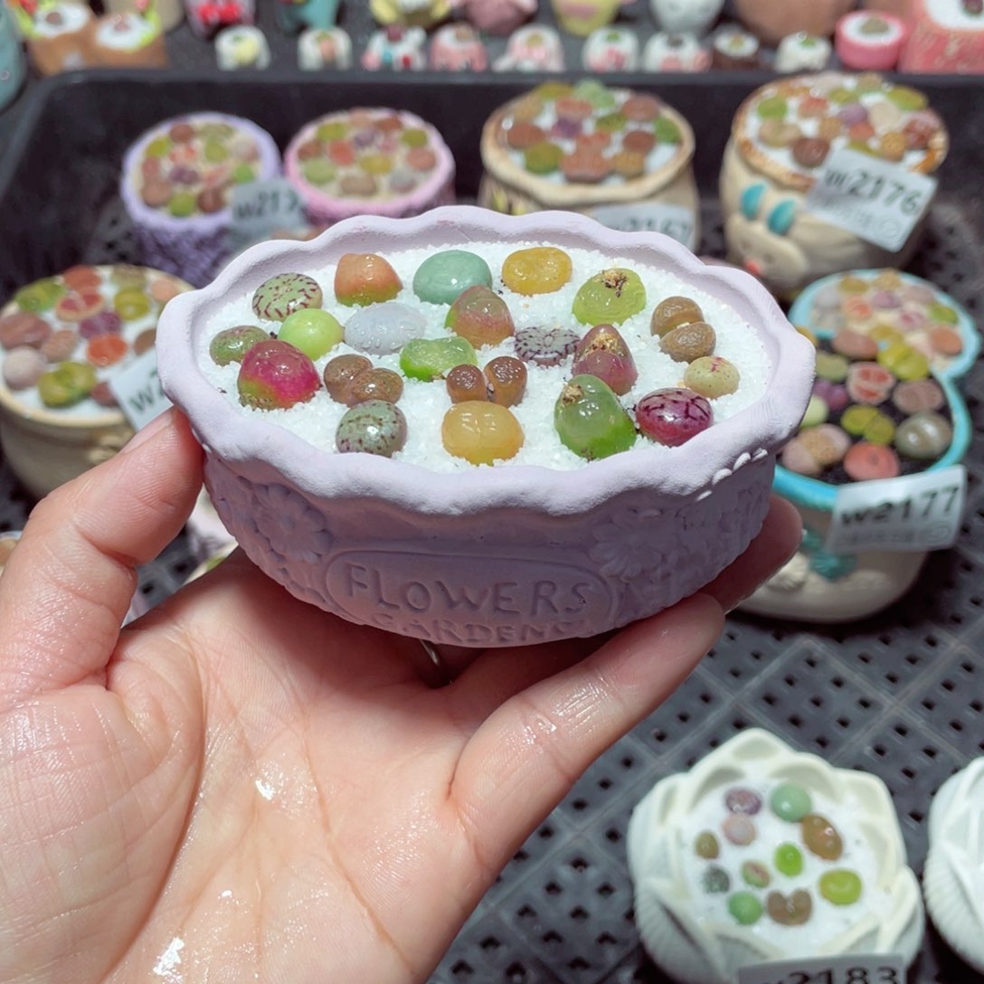 w2185 带盆土发货-零下地区拍保温箱