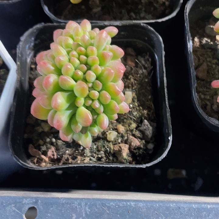 果冻缀化3.8带盆土