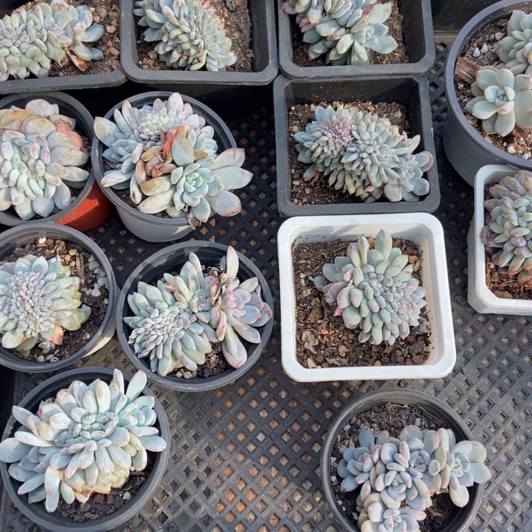 生***心709橙子缀12颗多肉植物多肉