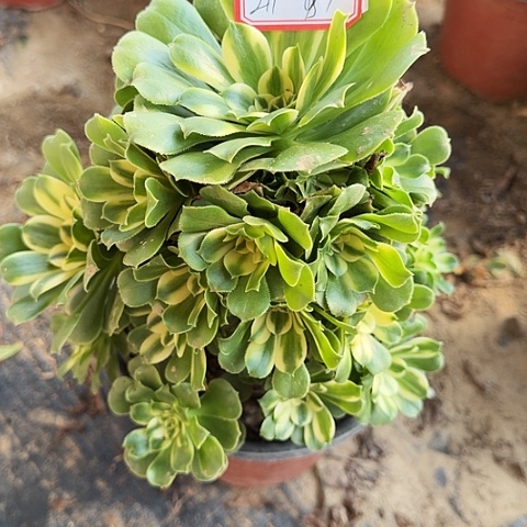 多肉植物辛尼亚211