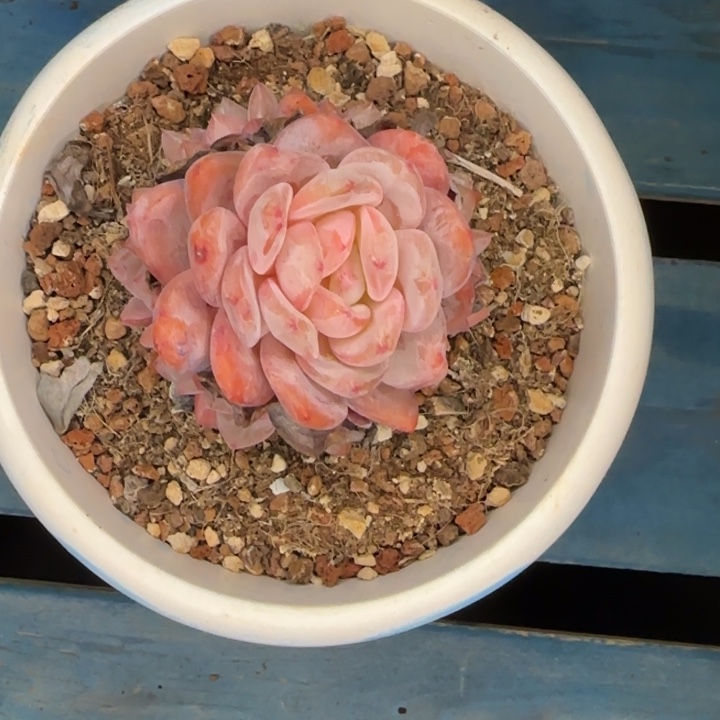 带盆带土一颗好看的橙梦露