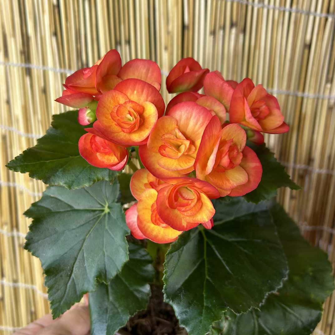 （火焰）丽格海棠130盆栽 四季开花