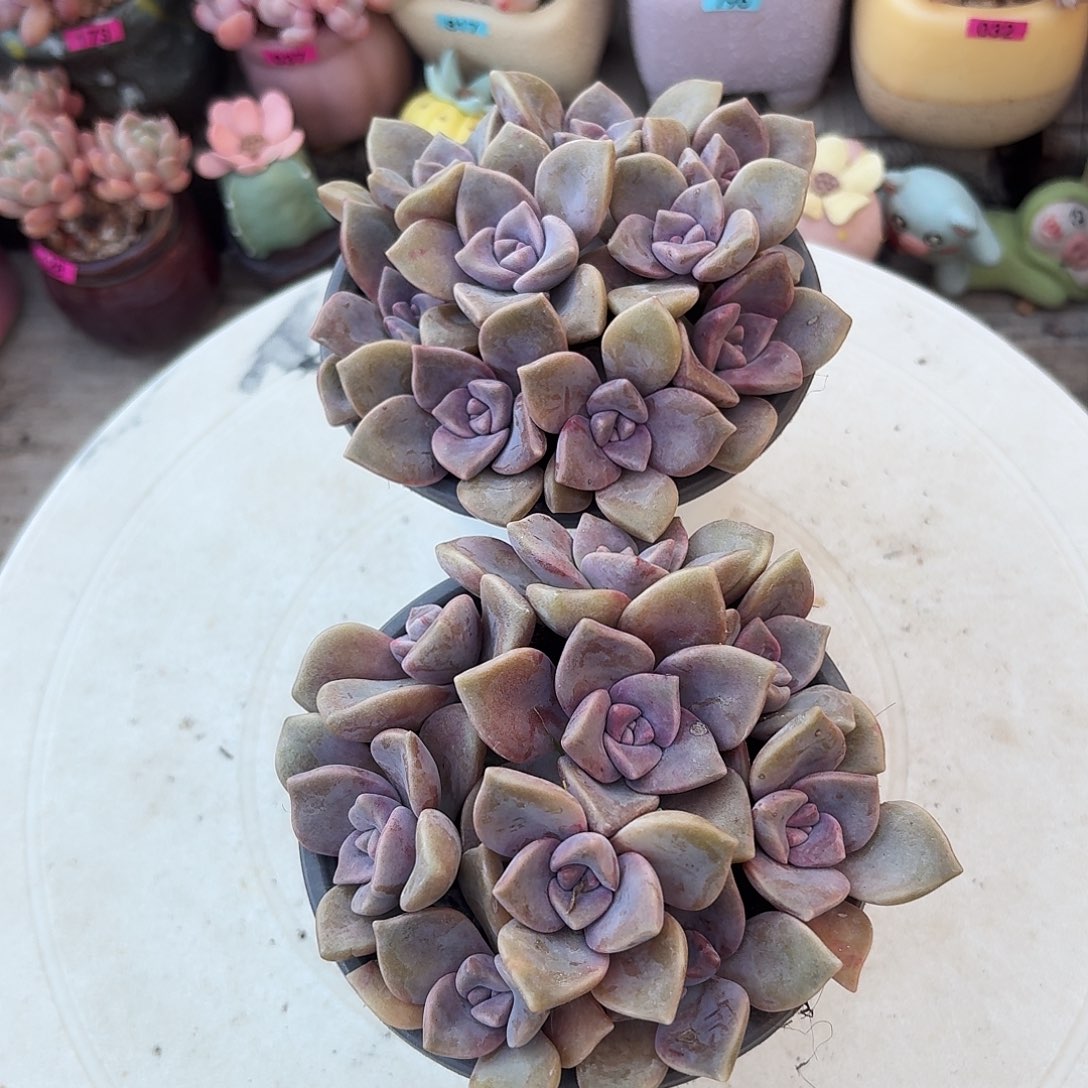 紫乐2盆多肉植物9.9