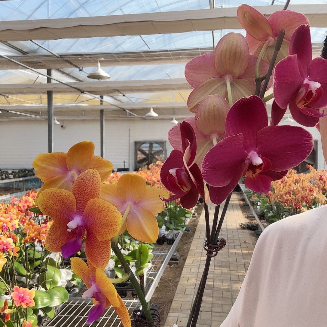 完全开放突尼斯2.8➕香恋单剑