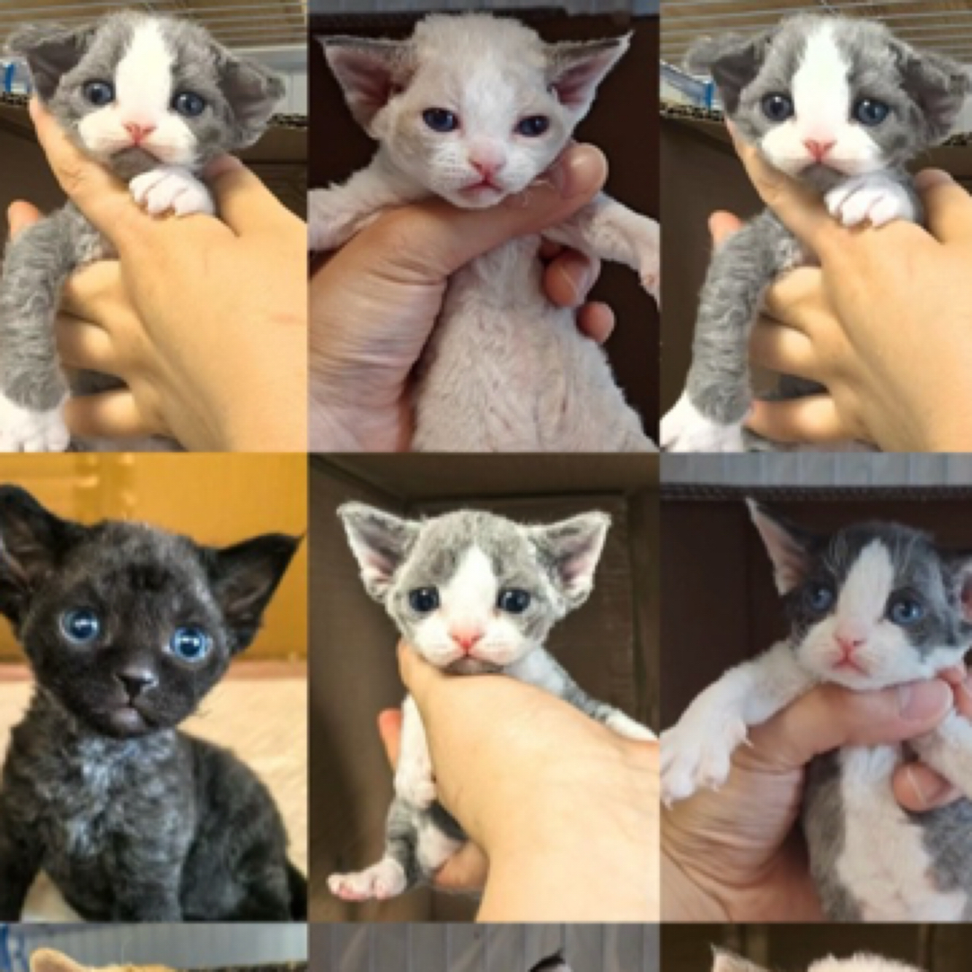 精品小德文猫咪实拍